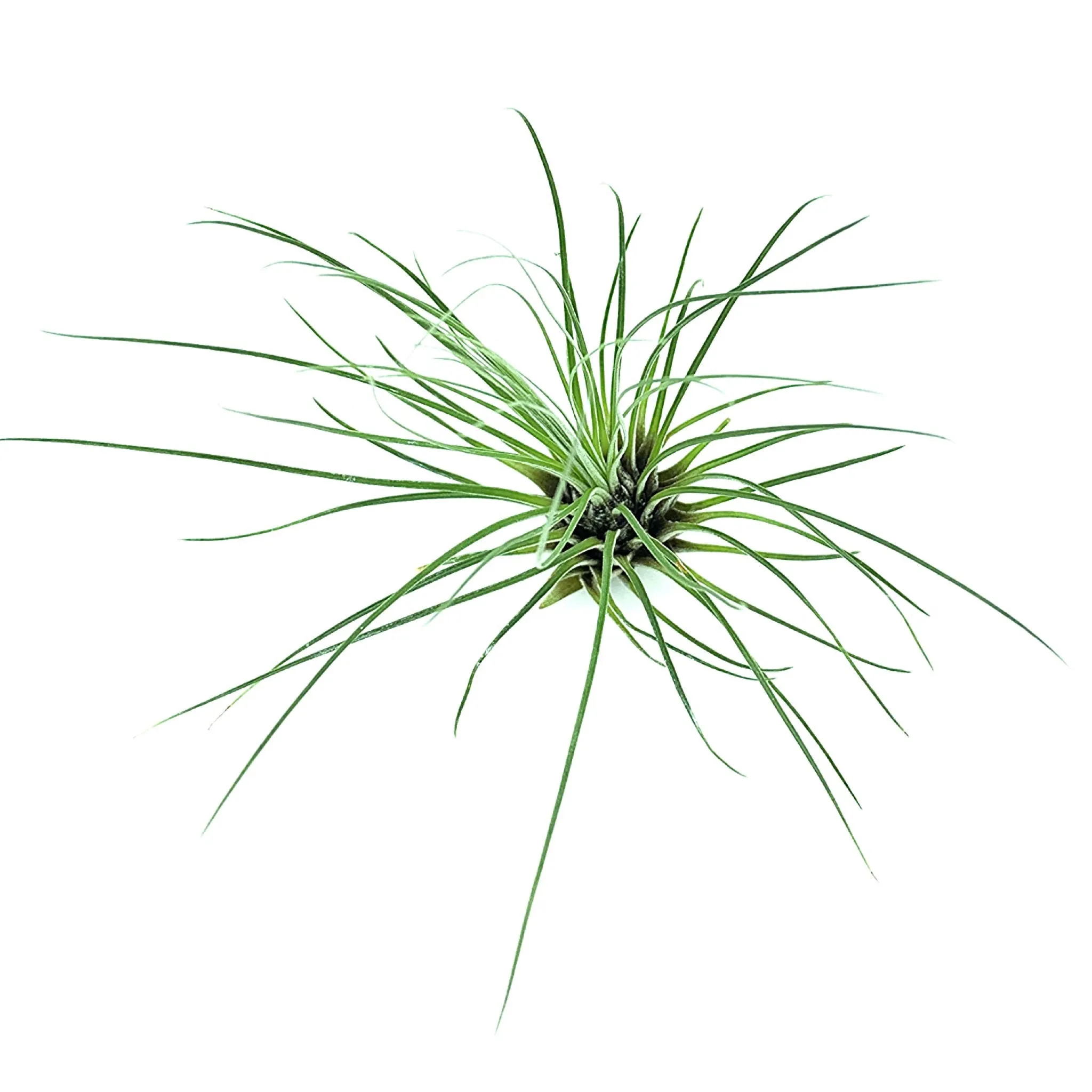 T. Filifolia