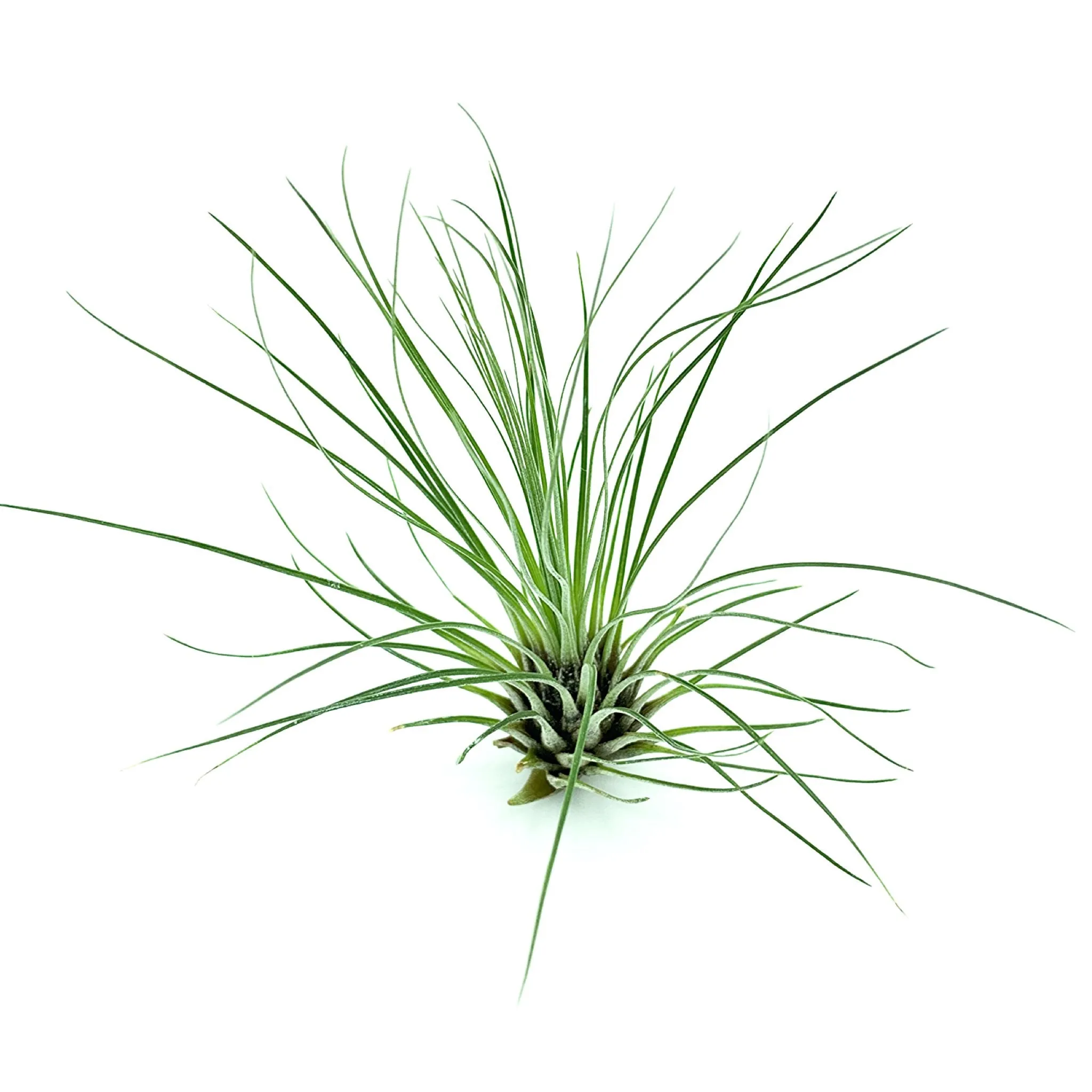 T. Filifolia